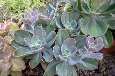 Echeveria 'Mavi Gökyüzü' nün arkaplan fotoğrafı, bahçe; çiçek; çiçek; çiçek; çiçek; çiçek; bitki; parlak; yaz; doğa; çiçek; bahçecilik;