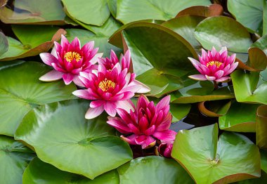 Nymphaea 'nın arka plan fotoğrafçılığı; nilüferler; su zambağı; bahçe; çiçek; gölet; çiçek; çiçek; çiçek; çiçek; çiçek; çiçek; çiçek; bitki; parlak; yaz; doğa; çiçek açmak; bahçecilik; çiçek açmak; detay;