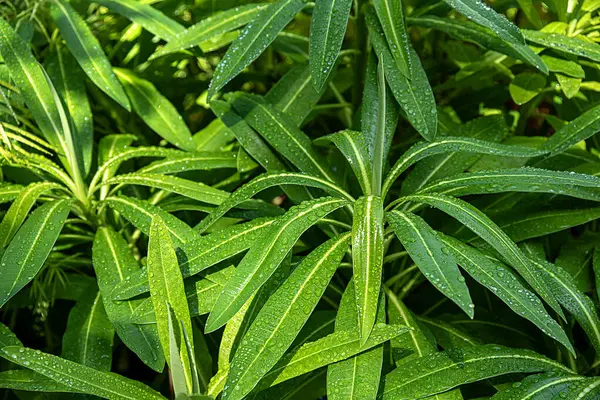 Euphorbia mellifera; yaprak; yağmur damlası, bitki; damla; ırk; yağmur; yeşil; doğal; bahçe; botanik; bahçecilik; yeşillik; kapanış; bal temizliği;