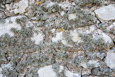 Grunge 'un eski kilise, yosun, çimento, beton, somut, soyut, materyal, modası geçmiş, desenli, eskimiş, eskimiş,