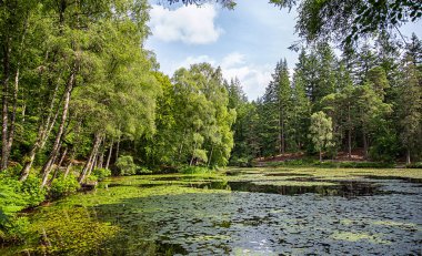 Zambaklarla dolu orman ve göletin peyzaj fotoğrafçılığı; yansıma; su; rezervuar; yol; dinginlik; manzara; manzara; doğa; arka plan; İskoçya; İngiltere;