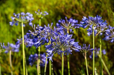 Agapanthus Geçidi 'nin arkaplan fotoğrafçılığı; bahçe; çiçek; çiçek; çiçek; bitki; parlak; yaz; doğa; çiçek; bahçecilik