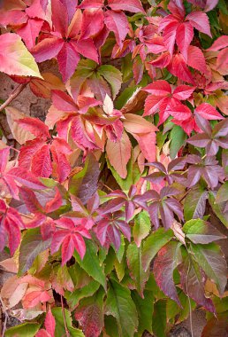 Ampelopsis, Pepperdine, porselen böğürtlen, tırmanan çalılık, yeşil yaprak; doğa; bahçe; botanik; bahçecilik