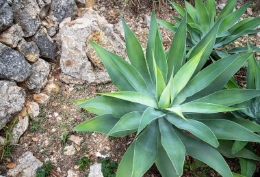 Agave attenuata, Foxtail agave, daimi yeşil sulu daimi yıl, bahçede bitki ve taşlar, İspanyol doğası, Mallorca