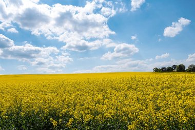 Yakut tohumu tarlası, otlak, tarım, tarım, ekme, ekme, fife, İskoçya, İngiltere 'nin manzara fotoğrafçılığı
