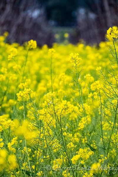 Flores Mostarda Vinhedo Napa Valley — Fotografia de Stock