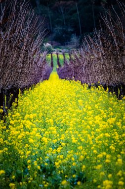 Napa Vadisi üzüm bağında hardal çiçekleri.