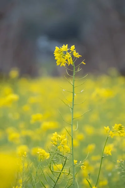 Flores Mostarda Vinhedo Napa Valley — Fotografia de Stock