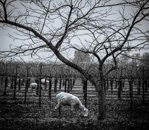 Imagem Preto Branco Vinha Com Pastagem Borrego — Fotografia de Stock