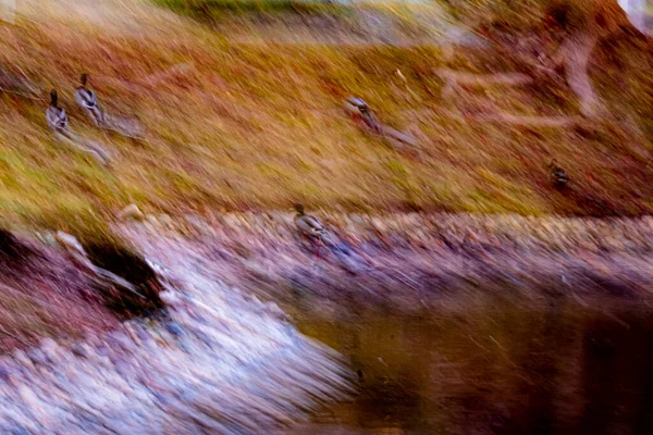 Abstraktes Bild Von Enten Die Mit Icm Aus Dem Wasser — Stockfoto