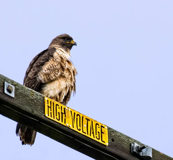 Red Shouldered Hawk Perched High Voltage Power Line — Stock Photo, Image