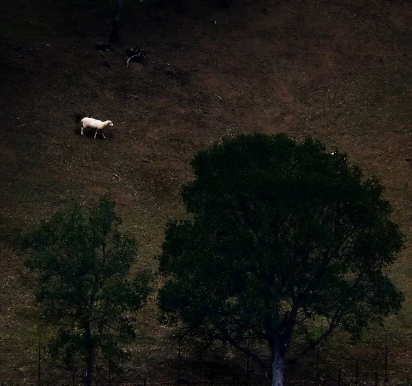 Domba Berjalan Padang Rumput Lembah Napa — Stok Foto