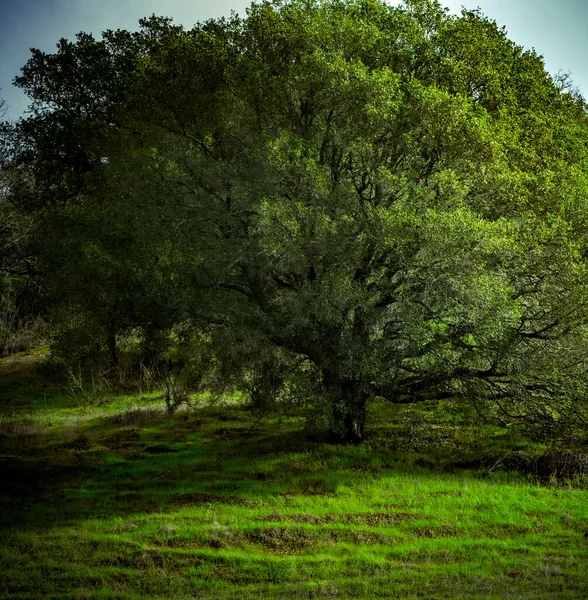 Красивый Зелёный Дуб Долины Напа — стоковое фото