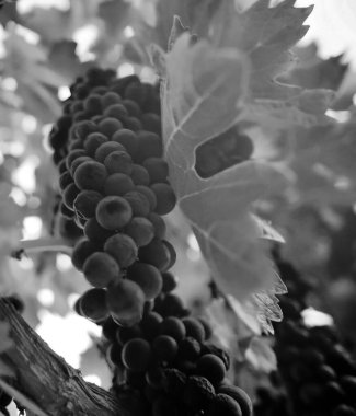 Napa Vadisi 'nde siyah beyaz üzüm kümesi