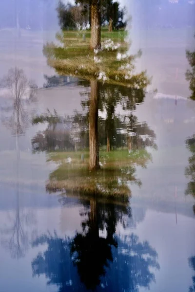 Résumé Icm Image Pine Trees Reflection — Photo