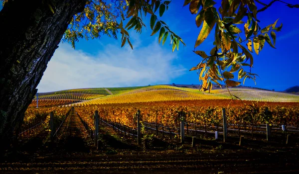 Napa Valley Kolorowe Winnice Carneros — Zdjęcie stockowe