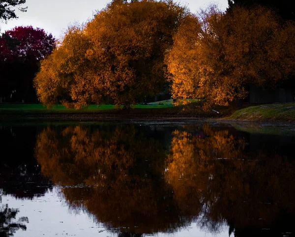 Schöne Reflexion Des Baumes Wasser Bei Sonnenuntergang — Stockfoto