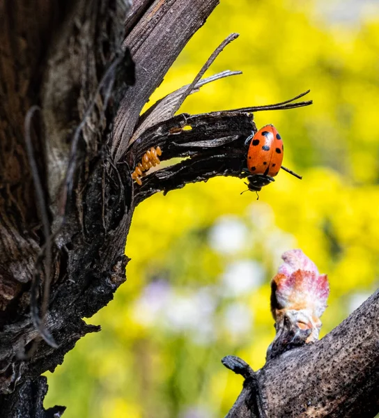 Lady Bug Guarding Her Nest Napa Valley Vineyard — Stock Photo, Image