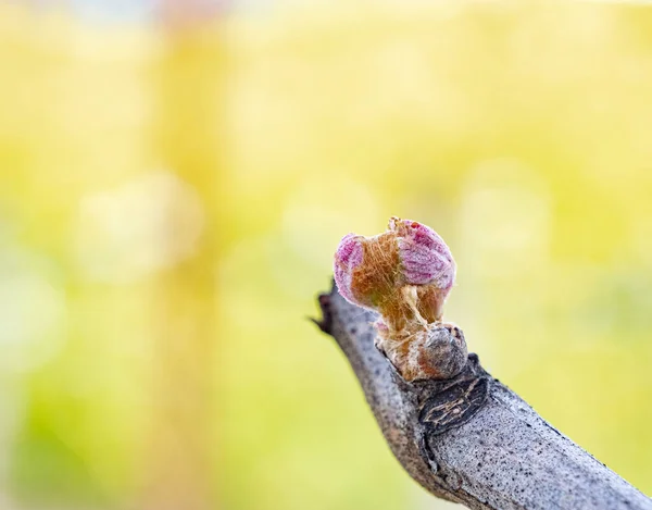 Winnice Napa Valley Wczesnym Pęknięciem Pączków Pola Gorczycy — Zdjęcie stockowe