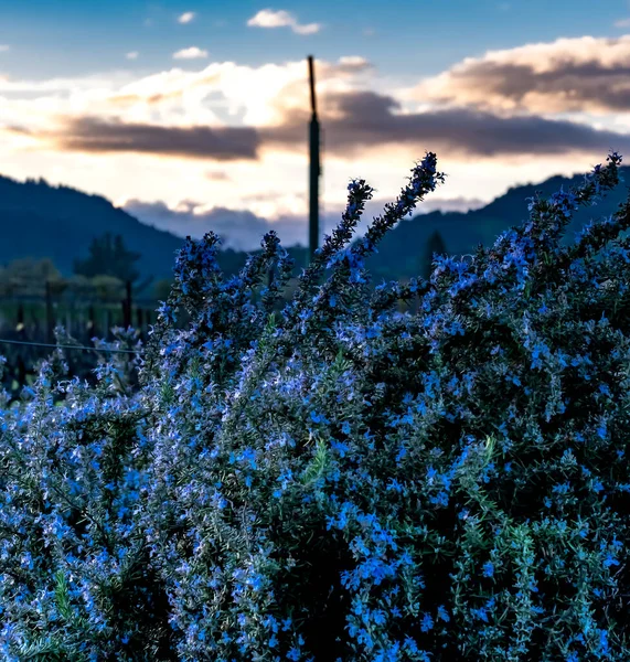 Napa Valley Scene Beautiful Rosemary Blossoms — Stock Photo, Image