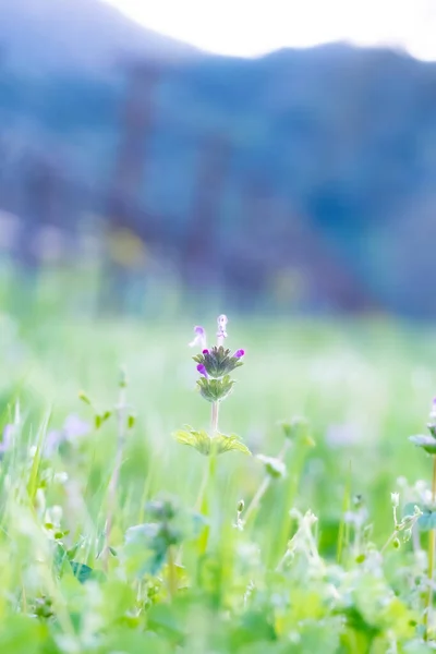 Belas Flores Vinhedo Napa Valley — Fotografia de Stock