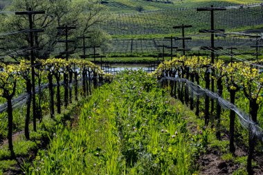 İlkbaharda açan Napa Vadisi asması