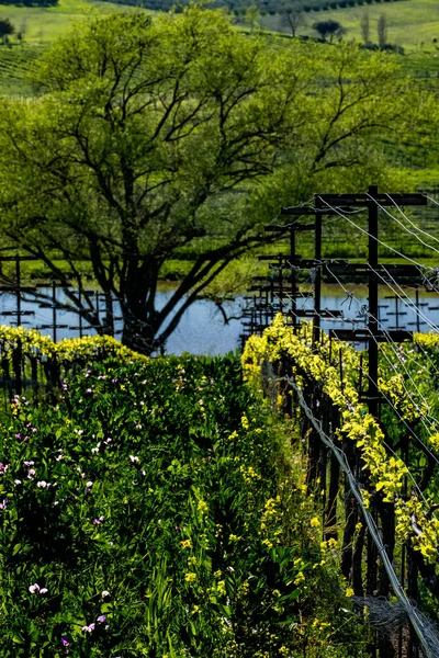 Napa Valley Vinrankor Blommar Våren — Stockfoto