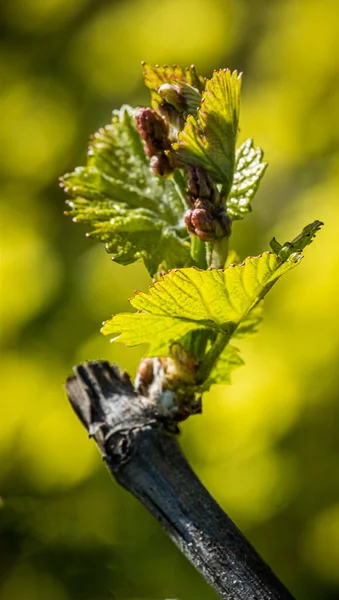 Napa Valley Krzew Winorośli Wiosną — Zdjęcie stockowe