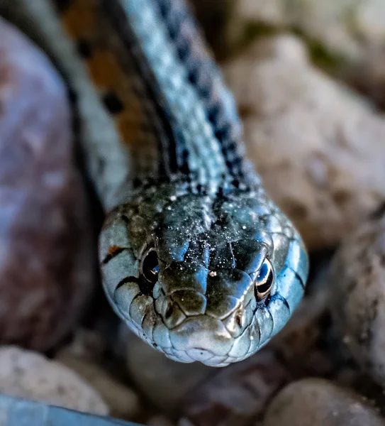 stock image Beautiful San Francisco garnet snake in vineyard