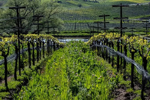 İlkbaharda açan Napa Vadisi asması