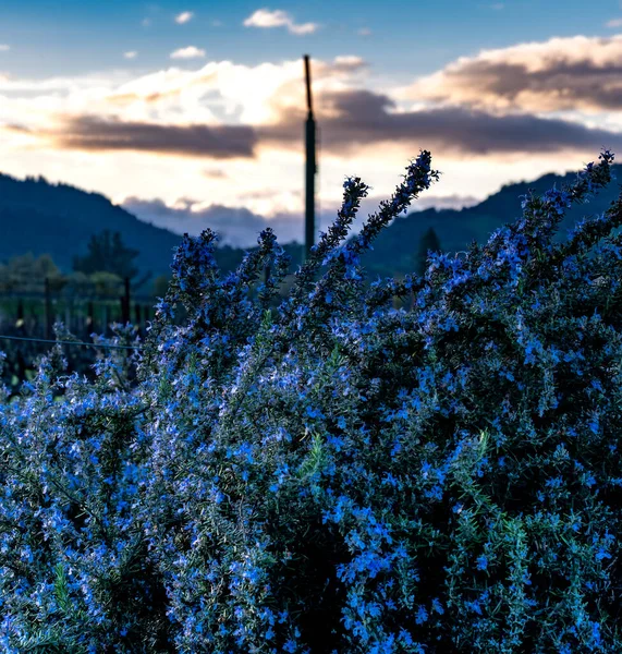 纳帕谷风景中美丽的迷迭香花 — 图库照片