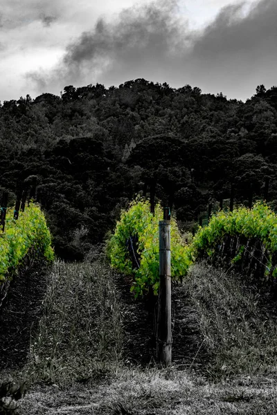 Napa Valley Dolci Colline Con Vigneto Verde — Foto Stock