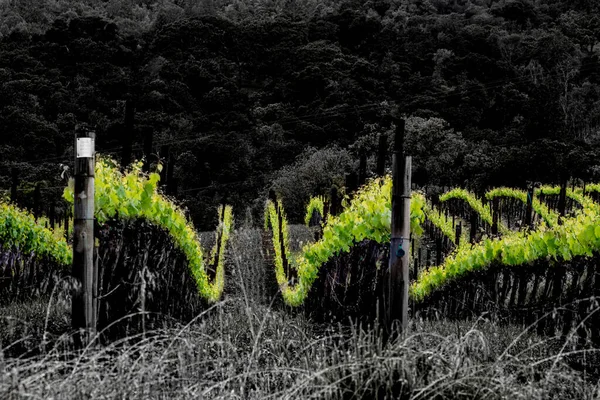Prachtige Glooiende Heuvels Wijngaarden Napa Valley — Stockfoto