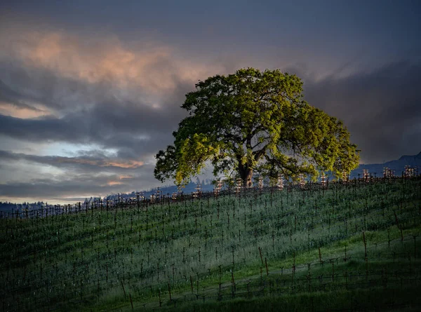 ナパバレー圧延丘の中腹にブドウ畑 雄大なオークと夕日の雲 — ストック写真