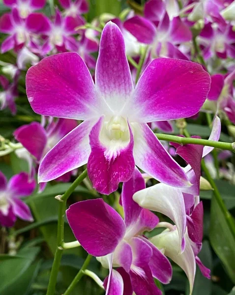 Dendrobium Sonia National Orchid Garden — Stock Photo, Image