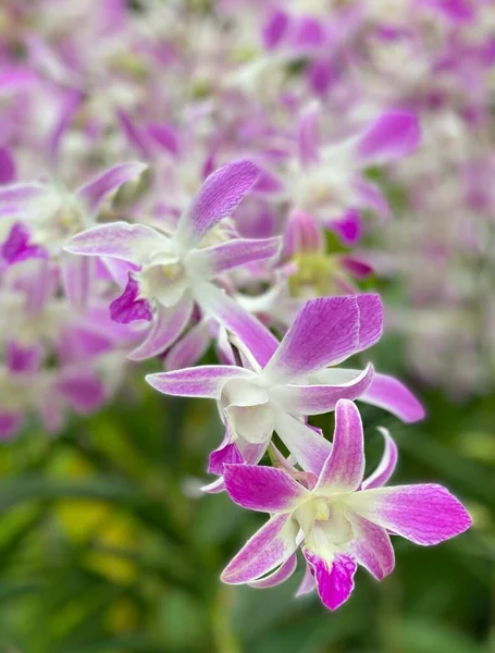 Dendrobium Sonia Jardim Nacional Orquídea — Fotografia de Stock
