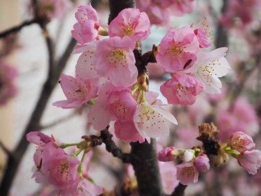 Çiçek Kubbesi 'nde Kiraz Çiçeği, Körfez kenarında Bahçeler