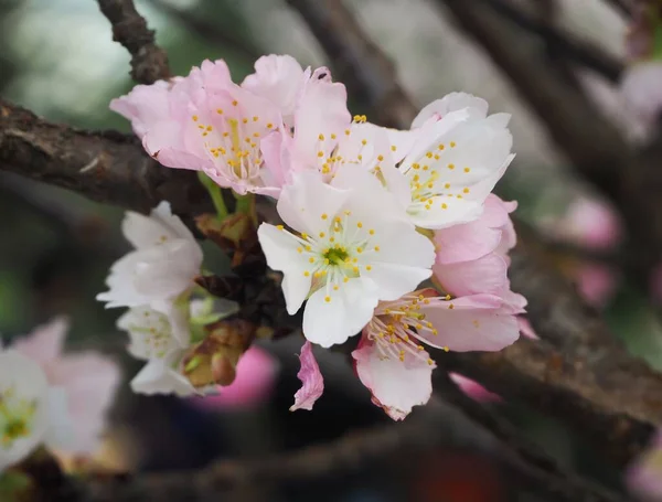 stock image Cherry Blossom at Flower Dome, Gardens By The Bay