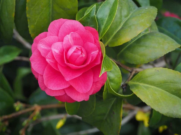 Camelia Giapponese Flower Dome Giardini Vicino Alla Baia Fioriture Rosa — Foto Stock
