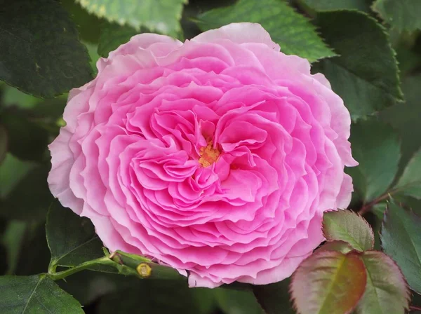 花ドームのピンクダマスクバラの花 — ストック写真