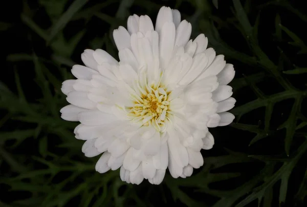 Biały Chryzantema Grandiflorum Kwiat Kopuła — Zdjęcie stockowe