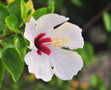 Hibiscus, Singapur Körfez Bahçeleri 'nde.