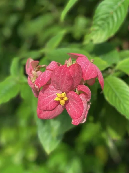 Pembe Yapraklı Dona Çiçeği — Stok fotoğraf