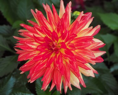 Çiçek Kubbesi 'nde Güzel Dahlia Çiçeği