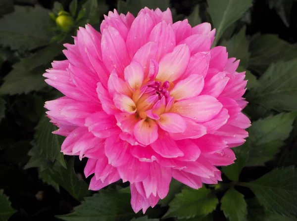 Красивый Цветок Цветочном Куполе — стоковое фото