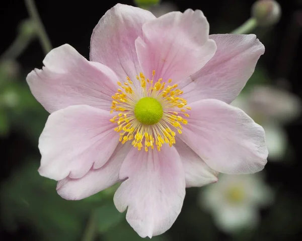 美しいピンクの花のクローズアップ 日本のアネモネ — ストック写真