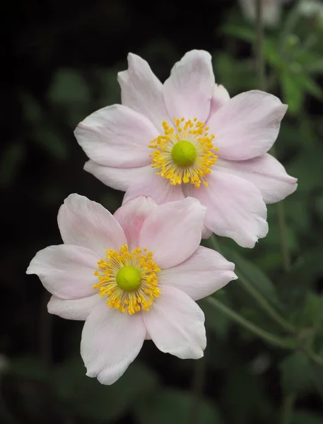 Nahaufnahme Einer Schönen Rosa Japanischen Anemonenblume — Stockfoto