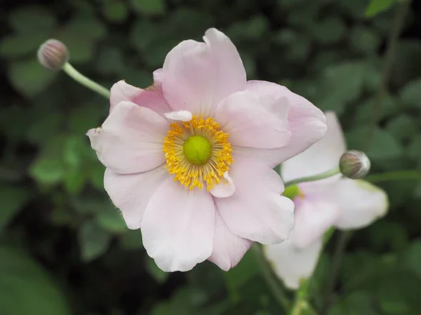 Primer Plano Hermosa Flor Anémona Japonesa Rosa — Foto de Stock