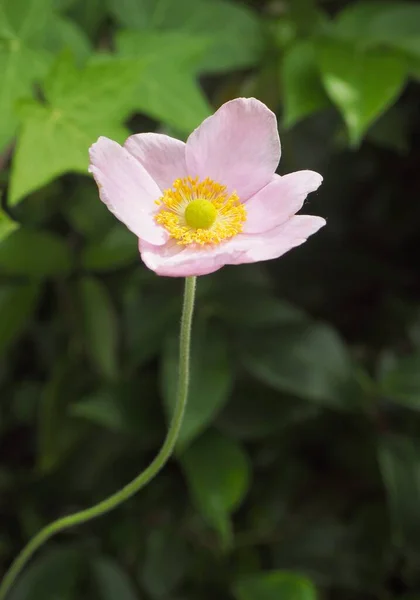 Primer Plano Hermosa Flor Anémona Japonesa Rosa —  Fotos de Stock