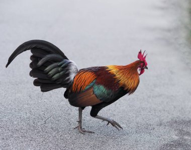 Singapur Botanik Bahçeleri 'ndeki yerel bir parkta Kırmızı Orman Kuşu    